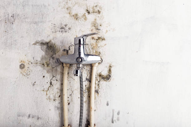 Best Localized Mold Remediation (e.g., coastal areas, humid climates) in New London, IA