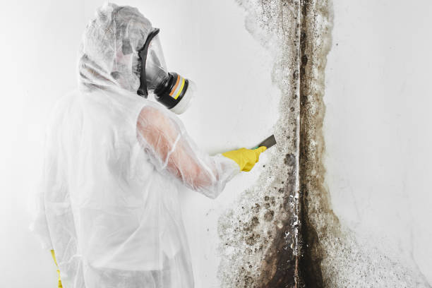 Reliable New London, IA Mold Remediation Solutions