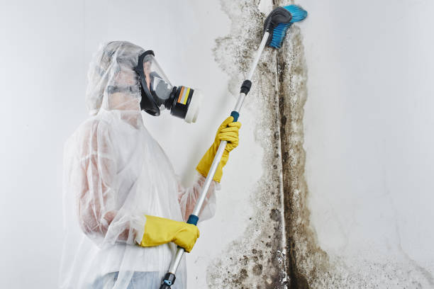 Best Mold Testing and Inspection Services in New London, IA