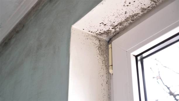 Best Basement Mold Remediation in New London, IA