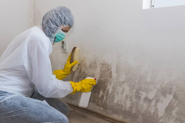 Best Industrial Mold Remediation in New London, IA