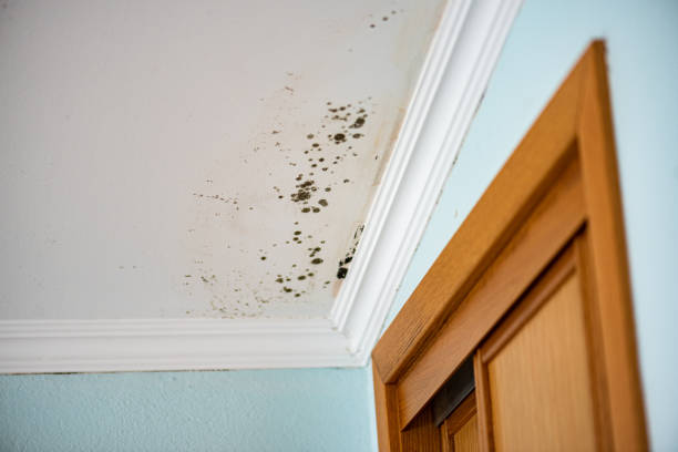 Best Preventive Mold Services in New London, IA