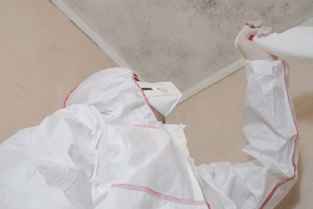 Best Insurance-Related Mold Remediation in New London, IA