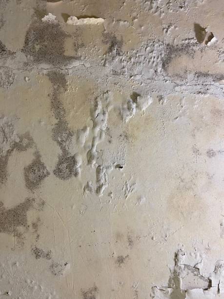 Best Post-Flood Mold Remediation in New London, IA