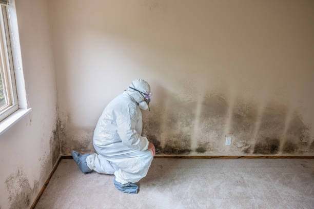 Best Attic Mold Remediation in New London, IA