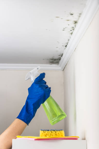 Best Black Mold Remediation in New London, IA