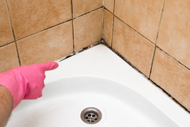 Best Kitchen Mold Remediation in New London, IA